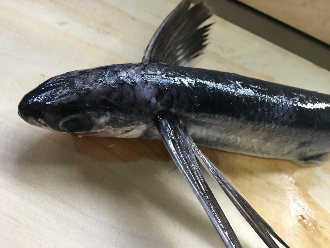 Kokumin Shukusha Sun Marina 호텔 하치조 외부 사진